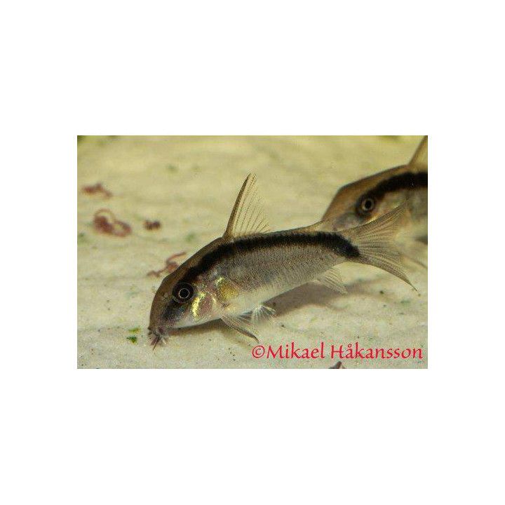 Hoplisoma granti luonnonvarainen 4-5 cm