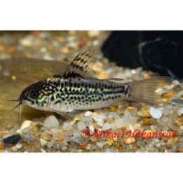 Korumonninen, luonnonvarainen 3-4 cm Corydoras elegans