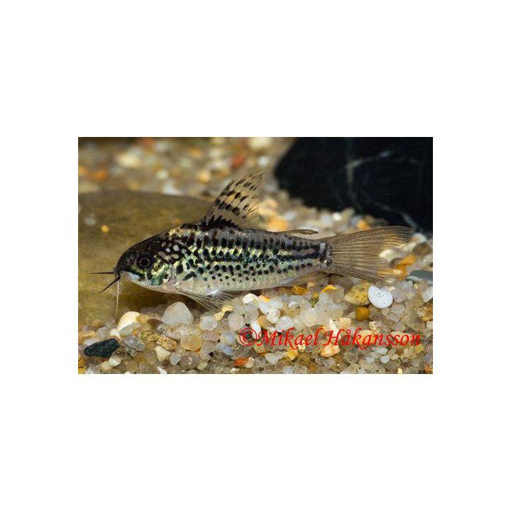 Elegantpansarmal Vf 3-4CM Corydoras elegans