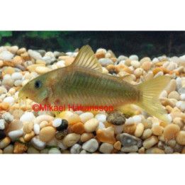 GULD/GRÖN Pansar Mal Vf 4-5CM Osteogaster melanotaenia