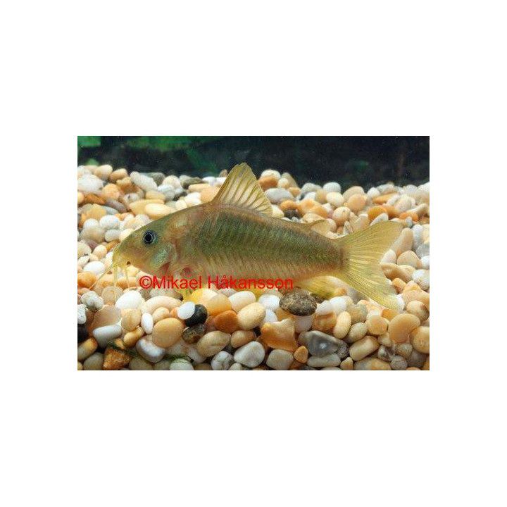 GULD/GRÖN Pansar Mal Vf 4-5CM Osteogaster melanotaenia