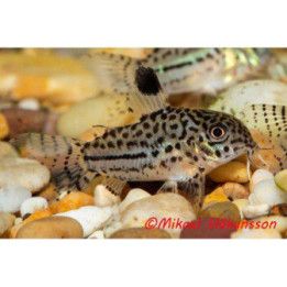 Leopardi panssari monni kasvatettu, 2,5-3,5 cm -