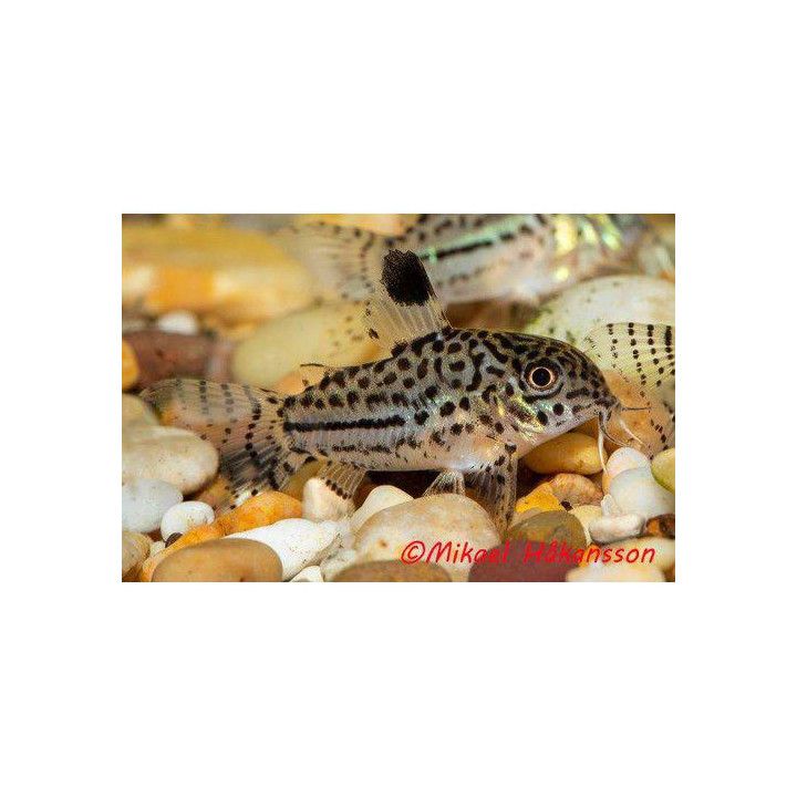 Leopardi panssari monni kasvatettu, 2,5-3,5 cm -