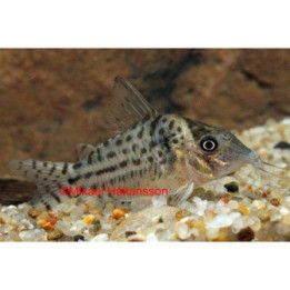 Hohtomonninen, Corydoras agassizii luonnonvarainen 4-5 cm -