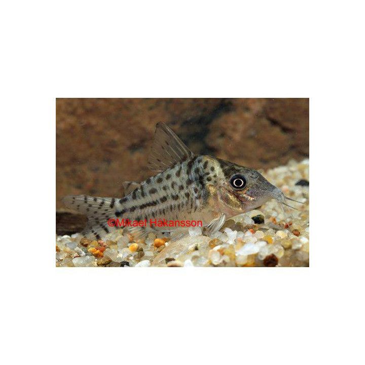 Hohtomonninen, Corydoras agassizii luonnonvarainen 4-5 cm -