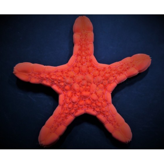 Pentagonaster dubeni - Australian Biscuit Starfish -Red