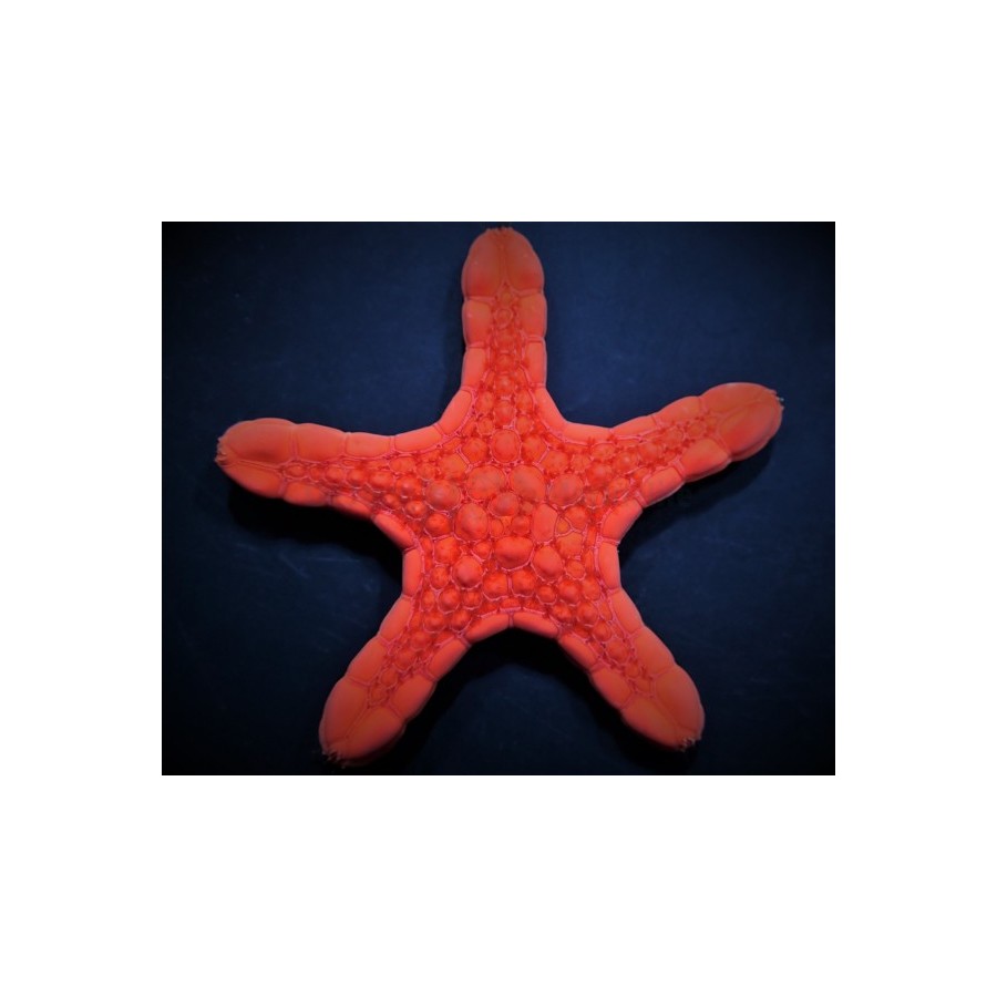 Pentagonaster dubeni - Australian Biscuit Starfish -Red