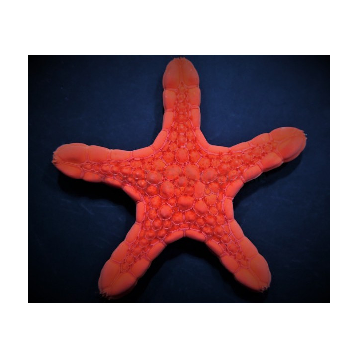 Pentagonaster dubeni - Australian Biscuit Starfish -Red -