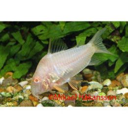 Helmimonninen, Corydoras sterbai, albiino 3 cm -