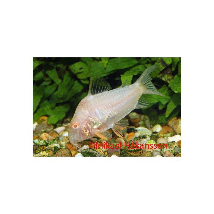 Helmimonninen, Corydoras sterbai, albiino 3 cm -