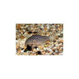 Helmimonninen, Corydoras sterbai, Hoplisoma sterbai