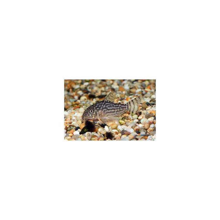 Corydoras sterbai, Hoplisoma sterbai, 2,5-3,5 cm kasvatettu,