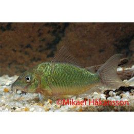 Turkos panssari monni luonnonvarainen 5-7 cm -