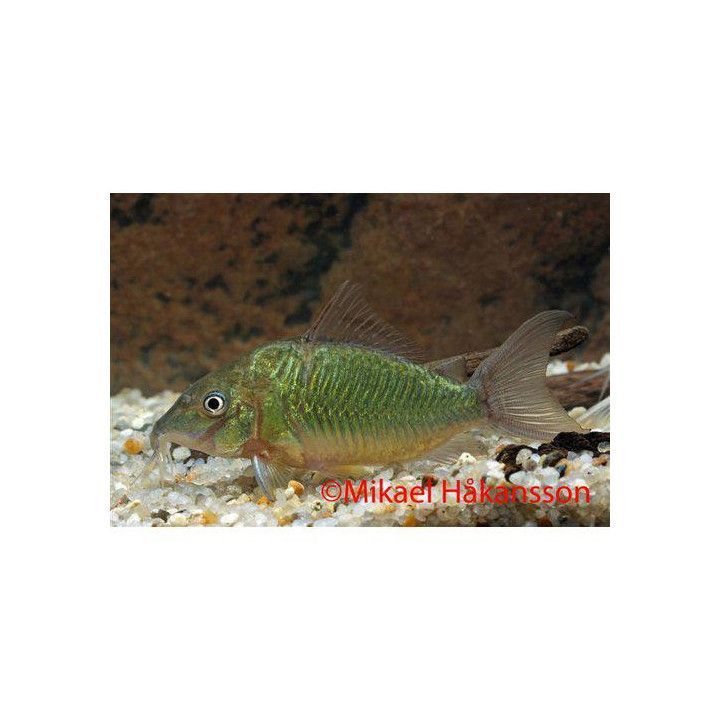 Turkos panssari monni luonnonvarainen 5-7 cm -