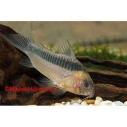 Ruostemonninen, luonnonvarainen 4-5 cm -