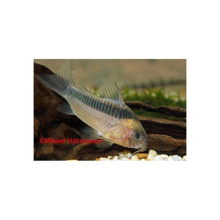Ruostemonninen, luonnonvarainen 4-5 cm -