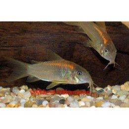 Corydoras sp, goldenstripe luonnonvarainen 4-5 cm -