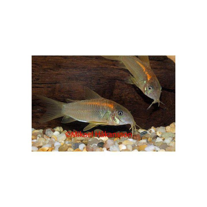 Corydoras sp, goldenstripe luonnonvarainen 4-5 cm -