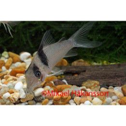 Corydoras virginiae 4-5 cm -
