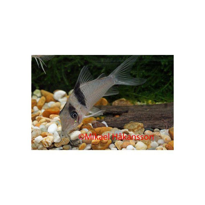 Corydoras virginiae 4-5 cm -