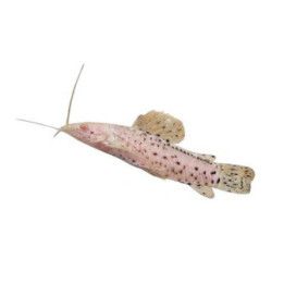 Verkkonuoliainen, albiino 4-6 cm -