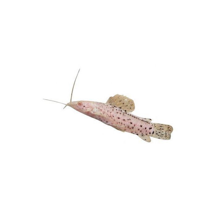 Verkkonuoliainen, albiino 4-6 cm -