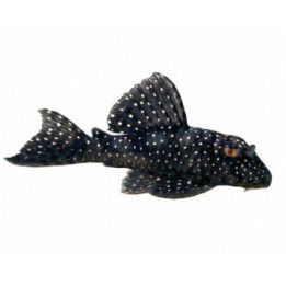 L004 hypancistrus 'tocantins' 4-6 cm -