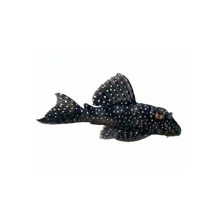 L004 hypancistrus 'tocantins' 4-6 cm -