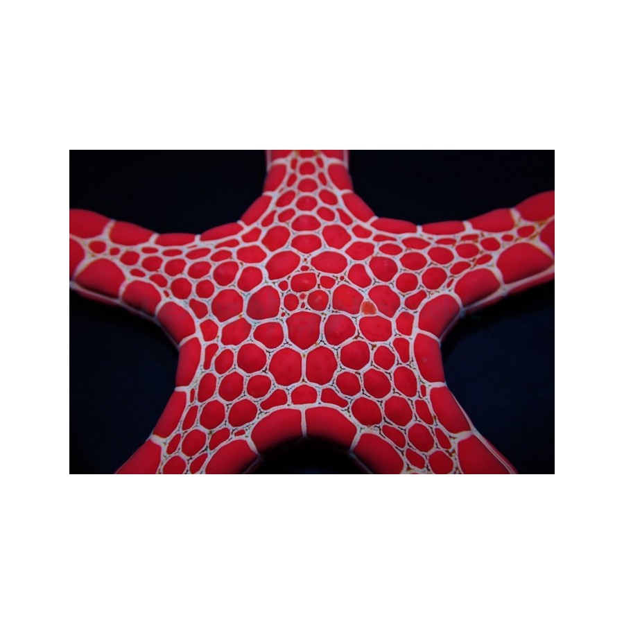 Pentagonaster dubeni - Australian Biscuit Starfish -Red