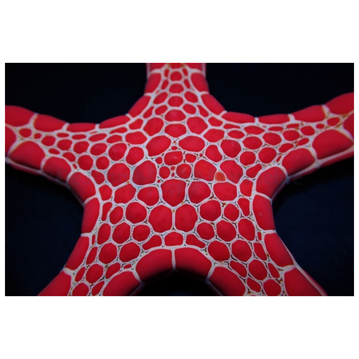 Pentagonaster dubeni - Australian Biscuit Starfish -Red -
