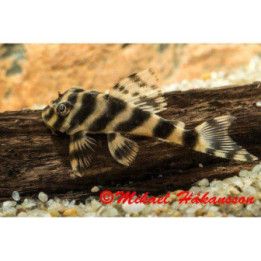 L015 peckoltia 'xingu' 8-10 cm -