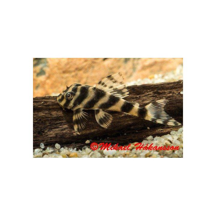 L015 peckoltia 'xingu' 8-10 cm -