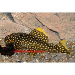 L018 golden nugget 'xingu' 6-8 cm -
