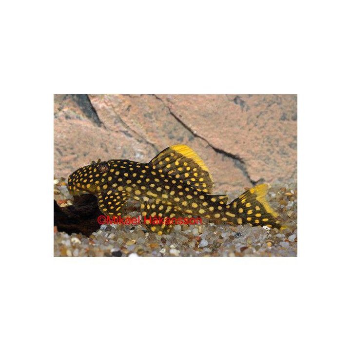 L018 golden nugget 'xingu' 6-8 cm -