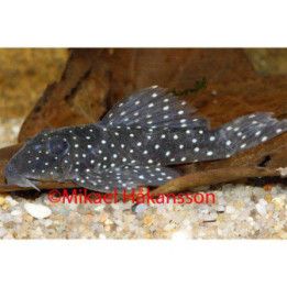 L030 spectracanthicus 6-8 cm -