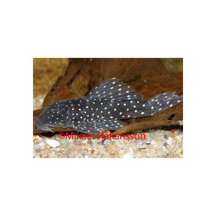 L030 spectracanthicus 6-8 cm -