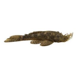 L032 ancistrus 'tocantins' 6-8c -