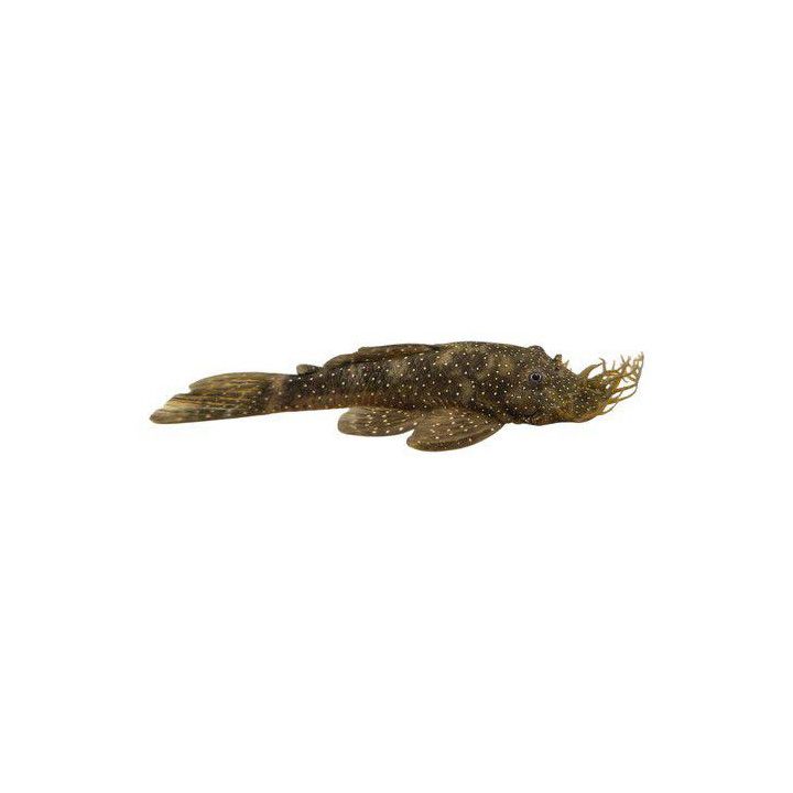 L032 ancistrus 'tocantins' 6-8c -