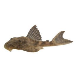 L037 hypostomus faveolus 'araguaia' 6-8 cm -