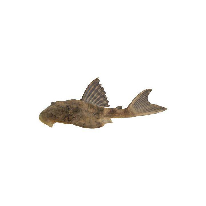 L037 hypostomus faveolus 'araguaia' 6-8 cm -
