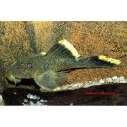 L047 baryancistrus 'xingu' 6-8 cm -