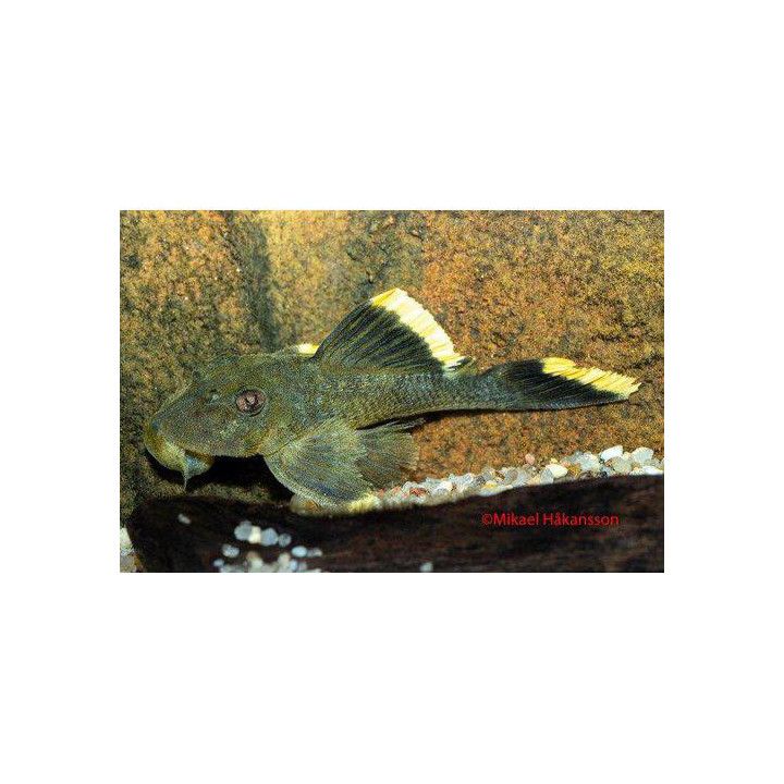 L047 baryancistrus 'xingu' 6-8 cm -