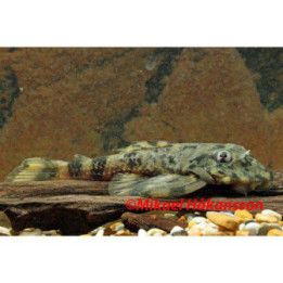 L052 perhospleco 4-6 cm -