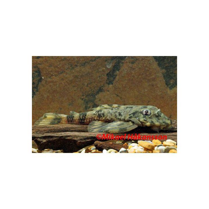 L052 perhospleco 4-6 cm -