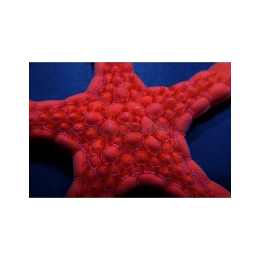 Pentagonaster dubeni - Australian Biscuit Starfish -Red