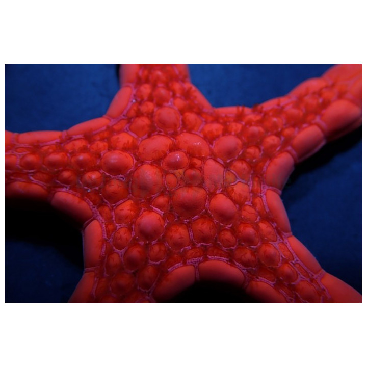 Pentagonaster dubeni - Australian Biscuit Starfish -Red -