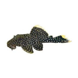 L081 golden nugget 'xingu' 6-8 cm -