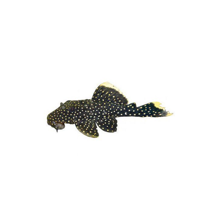 L081 golden nugget 'xingu' 6-8 cm -