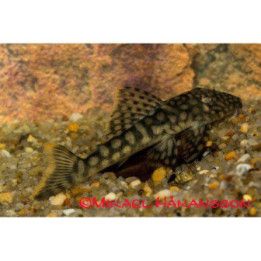 L106 hemiancistrus 6-8 cm -