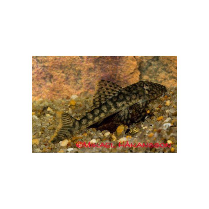 L106 hemiancistrus 6-8 cm -